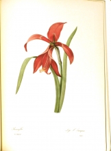 Redouté fruits and flowers 11/24